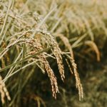 “벼농사 줄여 주세요”…‘쌀 생산 축소 추진단’까지 발족